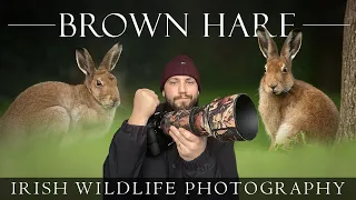 Amazing Morning ** Irish Wildlife Photography - Irish Hare