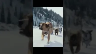 L’appel de la forêt: l’avalanche  😂