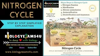 5 Steps in Nitrogen cycle  (step by step simple explanation)