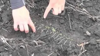 Canola School - Seeding: Depth & Consistency