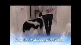 Landseer Newfoundland Dog Tricks 1 - Mishka