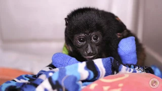 Infant Howler Monkey Electrocution Rehabilitation