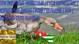 Эти забавные животные / гуси кормление / кормление диких гусей / большие гуси / Абхазия село Кындык