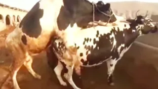 cow mating first time| @topanimalhd749