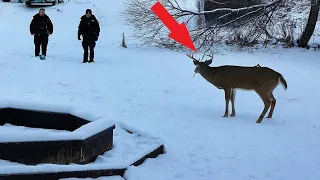 Einem Hirsch, der in ihren Garten kam, ragte etwas aus seinem Kopf!