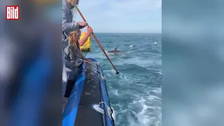 Hai Attacke auf ein Schlauchboot! (Süd-Afrika).
