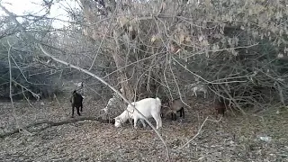 Когда перестать доить беременную козу🐐