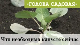 Голова садовая - Что необходимо капусте сейчас