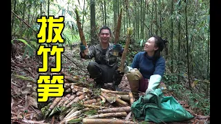 大雨过后竹笋猛长，拔了2小时就收获100多斤，阿琪夫妻俩赚大了【农村阿琪】