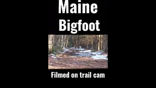 Maine Bigfoot