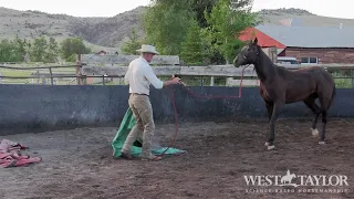 How to help your horse RELAX and pay ATTENTION!