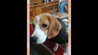 cute euro funny dog video ever2023 funniest animal video #shorts #youtubeshorts #dog #dogs #doglover