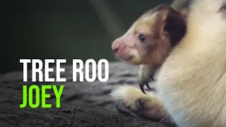 Poppy The Tree Kangaroo Is Out Of The Pouch!