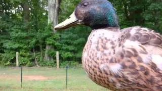 My pet duck tricks.