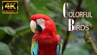 Most Colorful Birds In 4K !! Beautiful Birds With Sound in the Forest