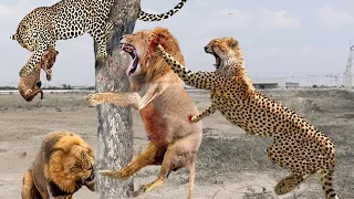 It's brutal !!! Mother Lion Brutally Assaulted Leopard's Family to Take Revenge for Eating Lion Cub