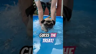 Can pugs swim?! #dogswimming #pug #pugs #swimming