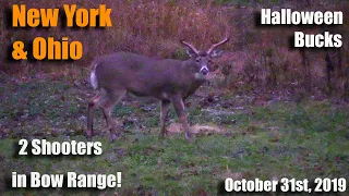 New York Deer Hunt 2019 - 2 Shooters in Bow Range