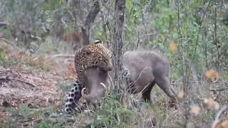 Leopard vs Warthog | Scorpion vs Rat (Unbelievable End)