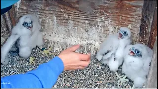 📢 BANDING DAY! ~ CAL FALCONS UC BERKELEY NEST CAM 💗 😊 5.15.24