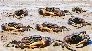 wow Amazing!  Lucky fishermen find lots of the best quality crabs at low tide