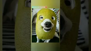 cute dog | funny dog #shorts #shortvideo #tiktok #bts #youtube #shortsvideo #short #shortsfeed #asmr