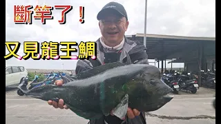 綠島魚很大 直接斷竿 第一天下午剛到就給我震撼教育 這隻好像蘇眉魚