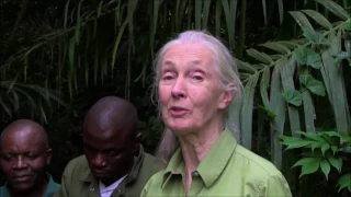 Wounda's Journey Full version Jane Goodall Australia