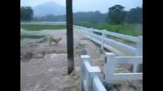 Video 6 - Flooding at Moo13, Phayayen, Khao Yai - Yr 2013, Oct