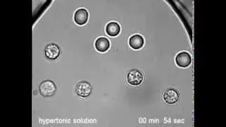 Osmotic burst of blood cells for Mr. Jacob's class