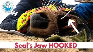 [GRAPHIC] Seal's Jaw Hooked