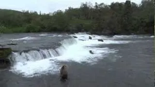 Brooks Falls, Katmai NP, Alaska video compilation 27-07-2012