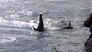 2015 Aug 9 About 50 Orca killer whales in Active Pass, Galiano Island, British Columbia, Canada.