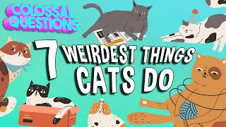 7 WEIRDEST Things Cats Do | COLOSSAL QUESTIONS