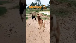 monkey 🐒 attack dogs 🐕😂 #vira#short #shorts l#shortfeed #youtubeshorts #viral #monkey #dog#ytshorts.