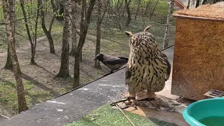 An owl and a crow. Audacity, stupidity and bravery. Crows being friends with an owl.