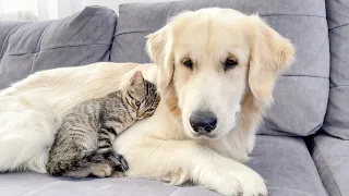 Kitten Goes From Being Afraid of Golden Retrievers to Snuggling to Sleep (Cutest Ever!!)