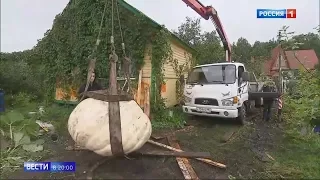 Самая большая тыка в России была выращена любителем из Подмосковья