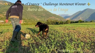 Beauceron Jhetro - Playing with his owner after winning the Challenge Montenot