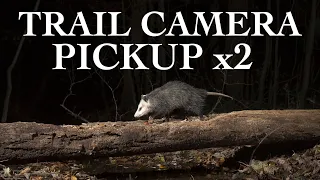 Trail Cam Pickup | Coyotes, Foxes and Itchy Opossums?