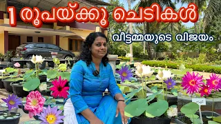 വിലകേട്ട് ഞെട്ടിപ്പോയി വേഗം പോകാം kerala plant malayalam