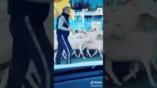 Gigi becali cu oile