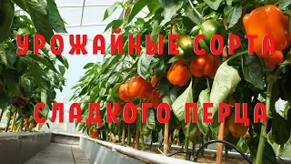 Обзор сортов сладкого перца.Сладкий перец завалил урожаем!