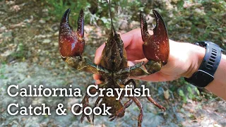 California Crayfish Catch and Cook