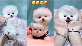 🥰 Funny and Cute Pomeranian Dogs Videos | 🐶 Adorable Puppies & Doggos #Shorts #169