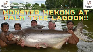 PALM TREE LAGOON. Monster Mekong, Siamese carp, lots of vibes as the tour continues...