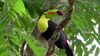 Most Beautiful Toucans In The World2022||GK WORLD 421