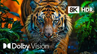 WILD WORLD (PART 2) DOLBY VISION™ {{SUPER COLORS}} 8K HDR