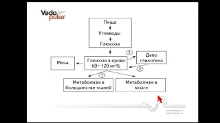 Эндокринная функция поджелудочной железы. Сахарный диабет