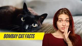 Bombay cat facts || How much do Bombay cats cost?